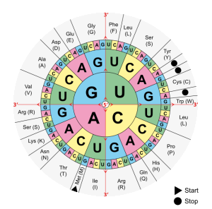 Quelle: Mouagip/ http://commons.wikimedia.org/wiki/File:Aminoacids_table.svg